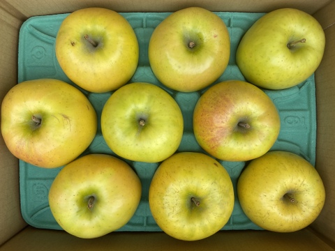青森県産りんご　希少品種　こうこう　3キロ箱使用　7個～10個