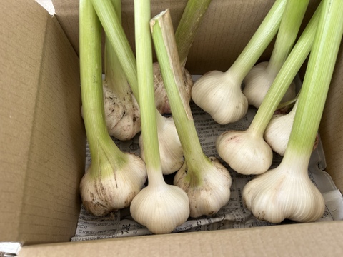 生ニンニク1.2kg 農薬化学肥料不使用