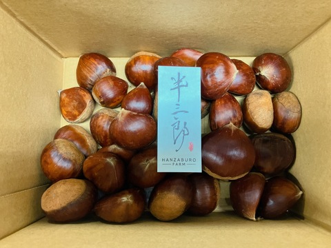 【生栗】長野県波田産 ずっしり３L～４L大粒栗（14日間氷温追熟済）甘み凝縮　500g