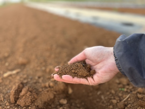 沖縄 伊江島特産 島らっきょう 1.5kg