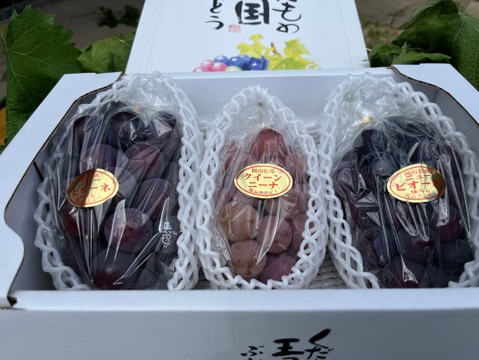 食べ比べ　ニューピオーネ2房＋クインニーナ1房約５００〜６５０g       化粧箱入り