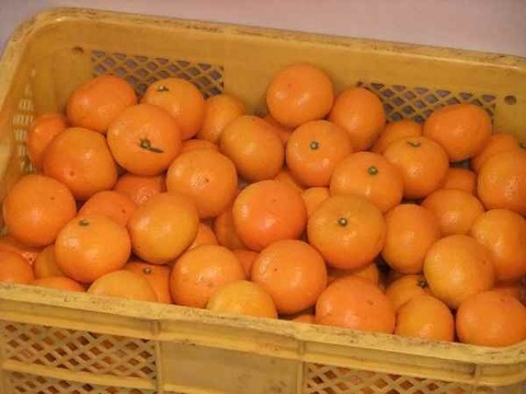 【冬ギフト】とにかく甘い！ひめまる石地みかん（贈答用・４Kg）