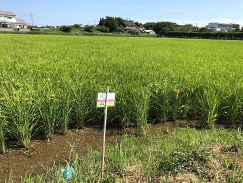 令和3年産コシヒカリ特別栽培米5㎏, 健康と美容に嬉しい５分づきです。