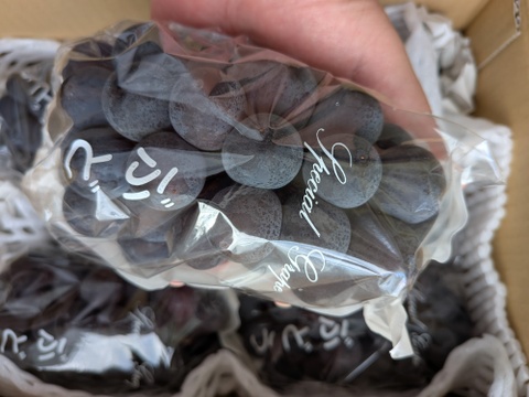 信州小布施　巨峰［種無し］2キロ販売　9/5から順次発送