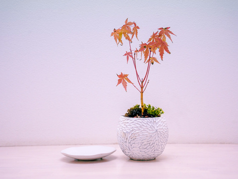 ミニ盆栽【紅葉🍁ヤマモミジ ×白花柄陶器】高さ30cm×横10cm 【朝市限定】