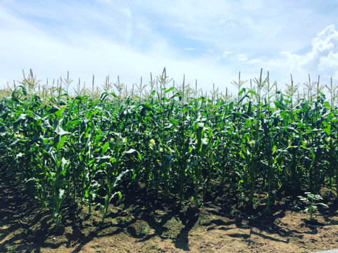 《北海道産》採れたて！とうもろこし6本(L.2L混合)