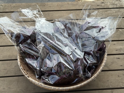 自然農法栽培　 赤紫蘇　片面赤紫蘇も入ります。700枚以上お入れしてお届けいたします。　茎は入れずに葉のみを箱いっぱいにお入れしてサービスで採れたての季節のお野菜と一緒にお届け致します。