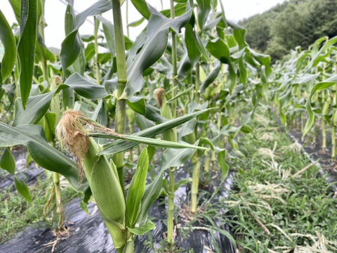 完熟しました！濃厚な甘み！山育ちのトウモロコシ10本