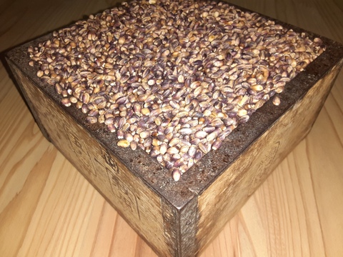 2024年収穫分　プチプチした食感！玄麦500g　ポリフェノールで色づいた紫のもち麦