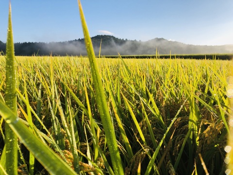 令和7年産　【岩船産　特別栽培】新之助　精米10kg【5㎏×２袋】