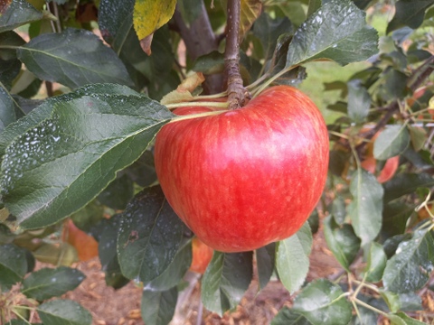 希少なりんご【華宝】約5kg