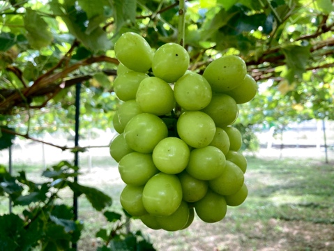 【クール便】山梨県産ぶどう【シャインマスカット】2kg〜2.4kg前後(3〜5房) 種なし