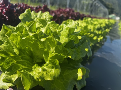 旬の野菜を堪能できる。朝採れ自然栽培野菜セット　５～７種類　約１～２kg