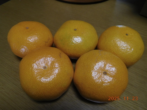 🍊伊豆産　今が旬！とろける甘さ　早生温州みかん 　　　　　　風袋込み約5.0kg