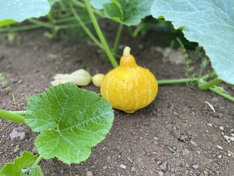 栄養たっぷり！夏の彩り野菜セット「ミニトマト・夏オクラ・コリンキー」[化学農薬・化学肥料・除草剤不使用]