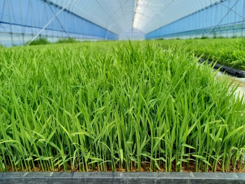 【 農薬不使用・化学肥料不使用のお米 】特別栽培米ゆうだい２１ １０キロ玄米 ※精米希望の方は無料にて【令和5年産 新米 】