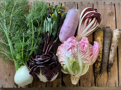 農薬・化学肥料不使用！西洋野菜とカラフル野菜セット！！