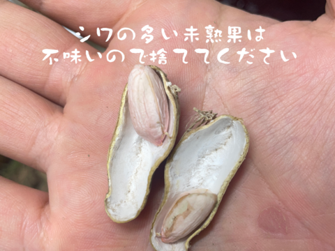 【セール中】落花生の王様！『千葉半立落花生』らっかせい(乾燥500g)生1.3kg相当品