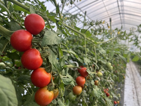 【朝採れ最短発送！ご家庭用】フルーツミニ　ミニトマト1kg