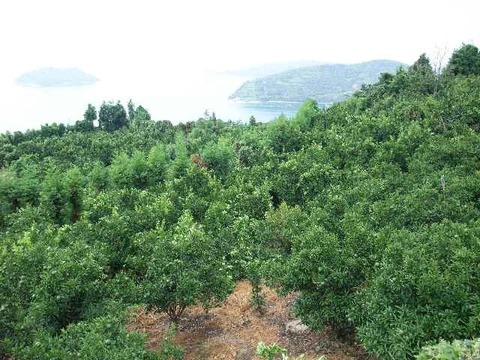 爽やか風味！濃厚な味わいヒメマル【はれひめ】家庭用・3Kg