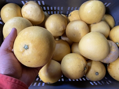 独特の香りとしっかりとした食感。食べ応え十分の【無選果】土佐文旦（５ｋｇ）