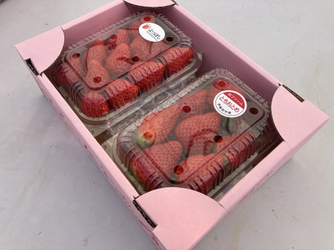 【食べ比べ】4品種セット箱