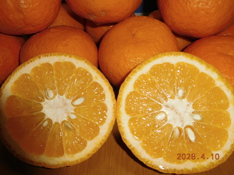 伊豆の自然で育った「新甘夏」「紅甘夏」ﾏｰﾏﾚｰﾄﾞづくりにも好評!　　　　　　　　1２個入り  ／　約4.0㎏