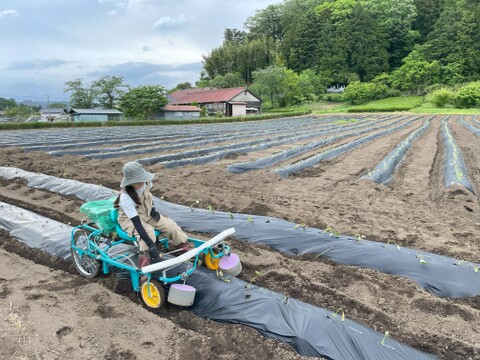 ホクホク系サツマイモ！すずほっくり　Ｓ～Ｍサイズ5キロ箱詰合わせ