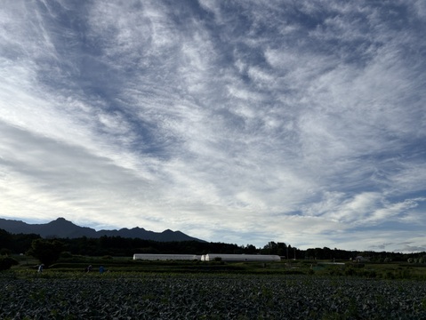 大槻農園の朝摘みブロッコリー｜標高1100mの高原育ち！鮮度バツグンのシャキシャキ食感（5〜8株入り）