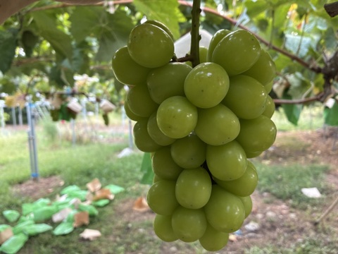 限定1:特大大粒1房約800g☆山梨県産シャインマスカット贈答　ギフト　家庭用にも　予約⑧