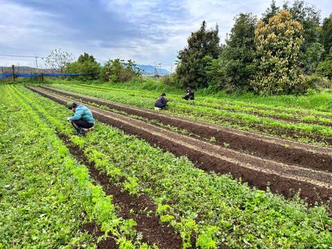 土付き　カラフル人参１㎏　農薬・化学肥料不使用栽培