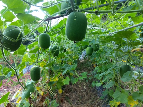 【だだんだんさん専用】
ブラックジョーかぼちゃ３Ｋｇ（２～３玉入り）・姫冬瓜４Ｋｇ（３～４玉入り）・規格外キュウリ（曲り）２Ｋｇ（５００ｇ入り４パック）のセット
(箱代少し割引済）…気持ちです