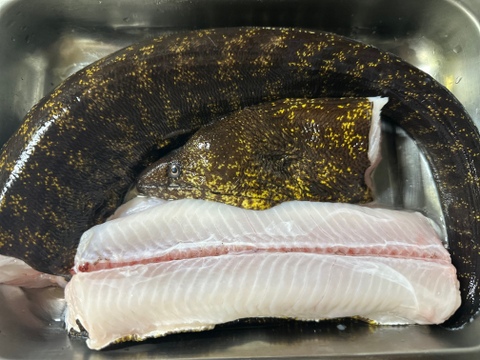 本日の1点物！ウツボ１匹（内臓処理済み品）中サイズ740グラム（冷凍品）