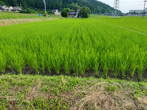 新米　自然栽培米コシヒカリ　精白米　１ｋｇ