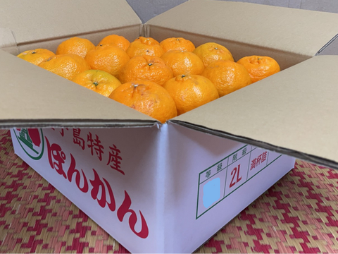 種子島産『ぽんかん』10㎏箱（家庭用/2Lサイズ）