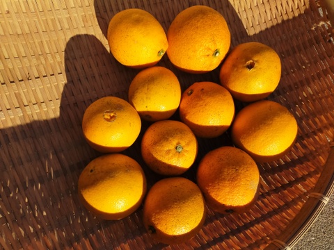 【期間限定・お試しサイズ】ジューシーな大三島ネーブルオレンジ(2kg)