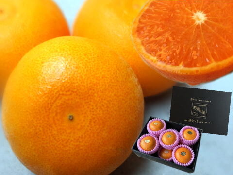 🏆みかん柑橘グランプリ2026最高金賞含む最多４部門受賞の木熟せとか！大感動！樹上完熟させた濃厚な甘みの大トロせとか！とろける甘さと上品な味わい！「木熟せとか」厳選プレミアム　約１．４ｋｇ【401】