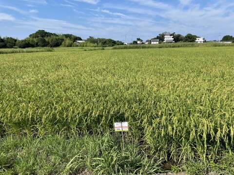 コシヒカリ８分づき精米５㎏　 小松島市生物多様性農業推進協議認証　いのちはぐくむ田んぼ米　令和7年産特別栽培米コシヒカリ玄米100%使用