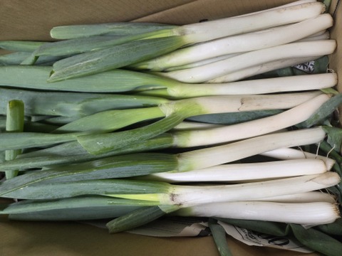 大量消費者向け　自然栽培ネギ　15キロ