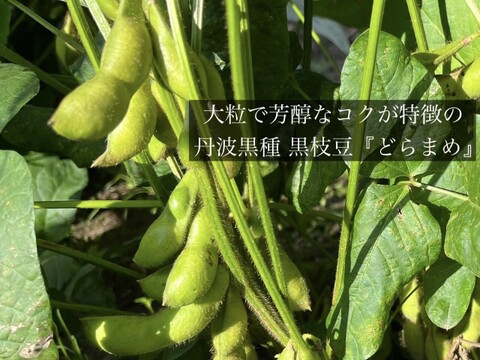 【期間限定】丹波黒枝豆『どらまめ』（１kg）