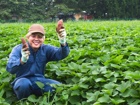 【訳あり品】べにはるか　5kg　さつまいも　貯蔵期間３カ月　熟成　規格外