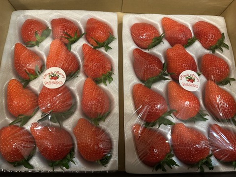 【３年連続金賞受賞！】やよいひめ 2トレー入り 約800g