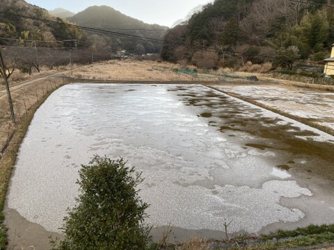 伊勢ヒカリ　もちもち玄米（農薬化成未散布栽培）