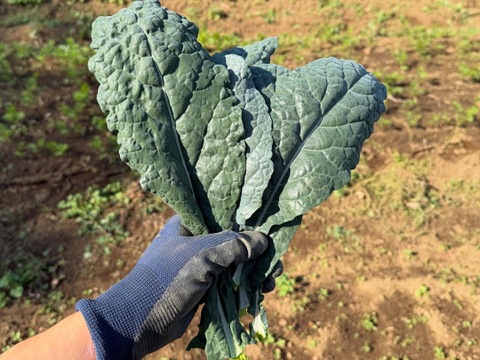 【新鮮！】カーボロネロ　500g 化学肥料不使用　農薬不使用　【冬ギフト】