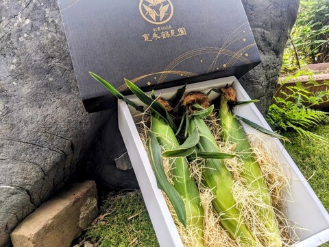 🌽日テレ出演で話題🌽【沼るリピーター続出】ギリギリまで糖化させた超濃厚朝採れとうもろこし☆大容量約2kg 【家庭用・贈り物】【お中元ギフト】2026年7月中旬予約