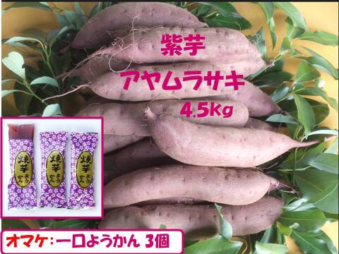紫芋（アヤムラサキ）４．５ｋｇ、農薬・化学肥料不使用　、地下室貯蔵で眠りから覚めた今が旬！・Ｌサイズ
鮮やかな紫はアントシアニン、1口羊かん3個オマケ