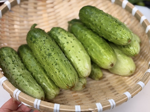 野菜セット新登場！💎 【Mセット（8~9品）】至高のプレミアム 畑の鼓動