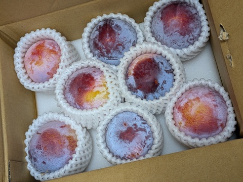 即日発送中！一度は食べてみて！すももの王様 【貴陽】家庭用　＃S01