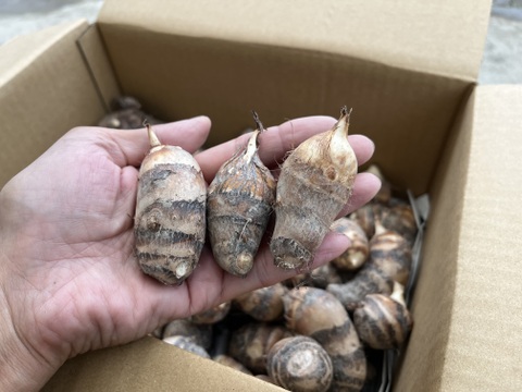 【自然栽培】ほくほく、もっちり！徳島県産 えび芋 ３kg（親芋・小芋混合）