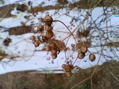 【温活に！For warm, care & heartful！】体と心に沁み渡る豊かな香りと味わい！ブレンドハーブティーバッグ3包（植物由来ティーバッグ使用、農薬化学肥料不使用）ノンカフェイン